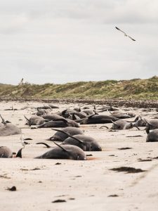 Ballenas, cetáceos, mueren