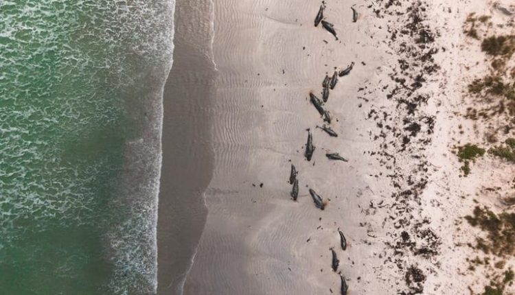 Ballenas, cetáceos, mueren