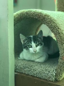 Adopcion-mascotas-perros-gatos