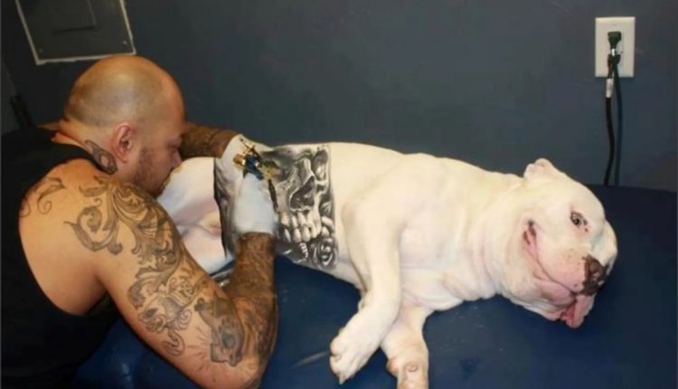 Animales, protección, tatuajes