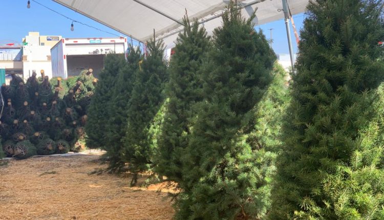 Arbolitos navideños , economia , navidad