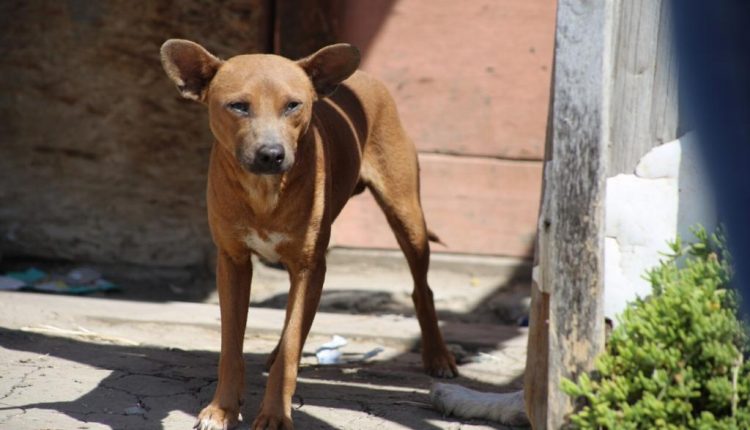 Cachorros , ilegales , comercio