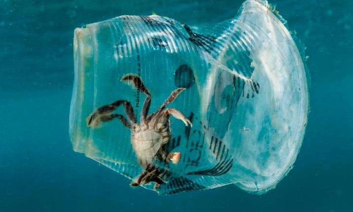 Contaminación, bolsas de plástico, envases , vida marina