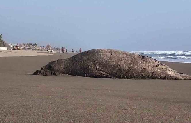 Elefante Marino , mamífero