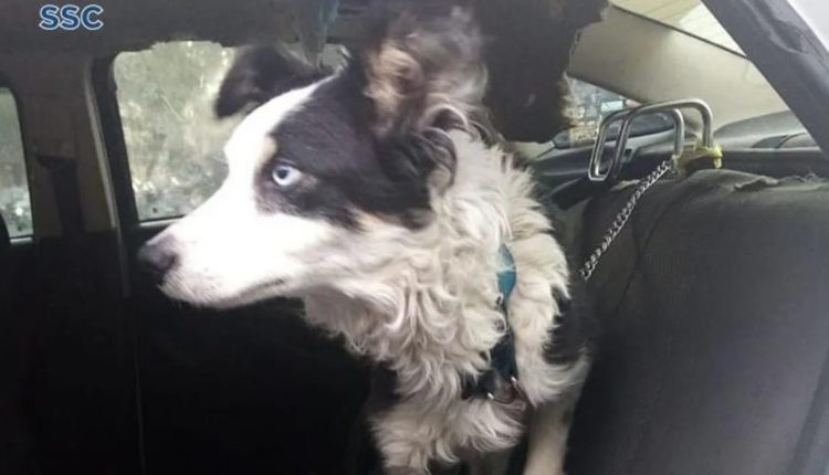 Perro, maltrato animal, encadenado