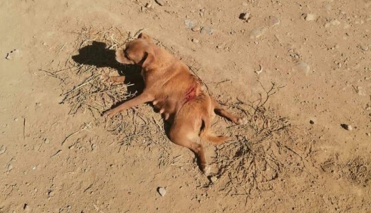 Maltrato animal, violencia , animales