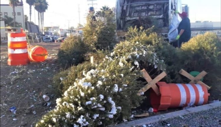 Árbol navideño, SDSU, centro de acopio