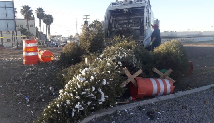 Arboles navideños, centros de acopio