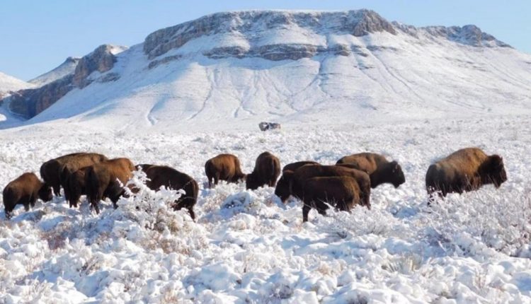Bisonte, pastizales, CONANP