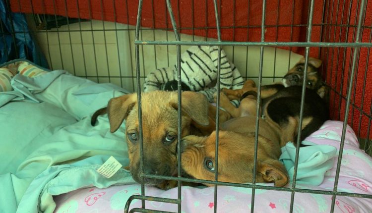 Gatos, perros, abandono, adopción