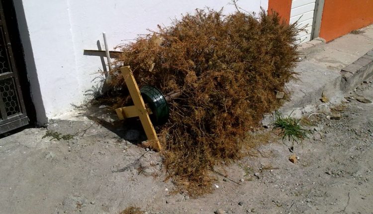 Árboles, centro de acopio, pinos navideños