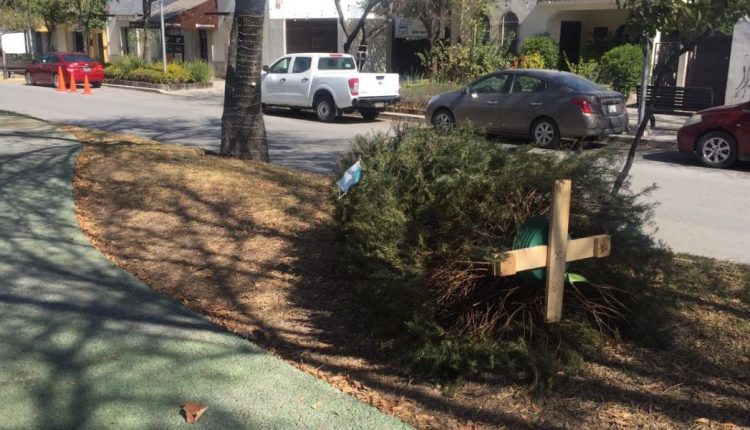 Árboles de navidad, recolección, contaminación, basura