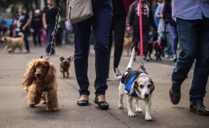 Perro, marcha pacifica, maltrato animal