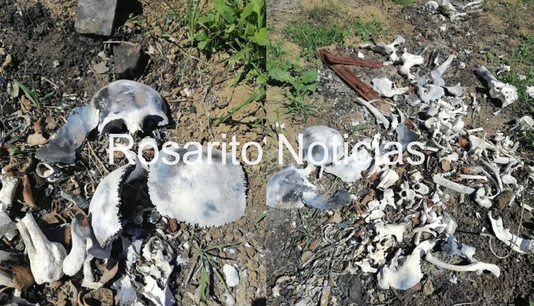 Restos humanos, colectivos, huesos