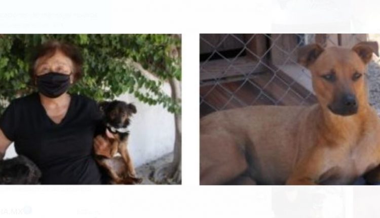 Rescate, perros, comida, croquetas