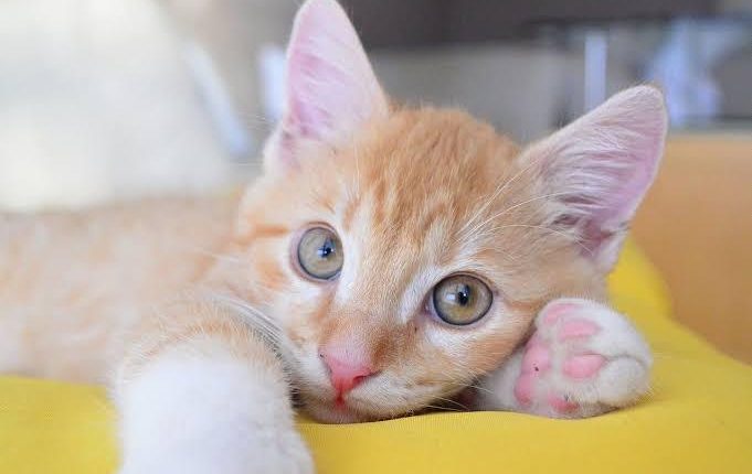 Gatos, esterilización, control animal