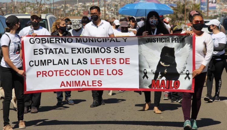Marcha, maltrato animal, perros, mascotas