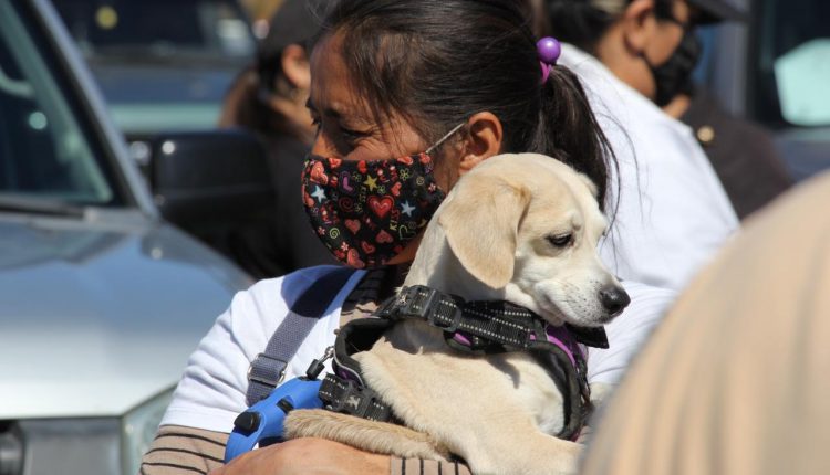 Marcha, maltrato animal, perros, mascotas