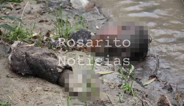 SEMEFO, hallazgo, cabeza, manos, colectivo de búsqueda