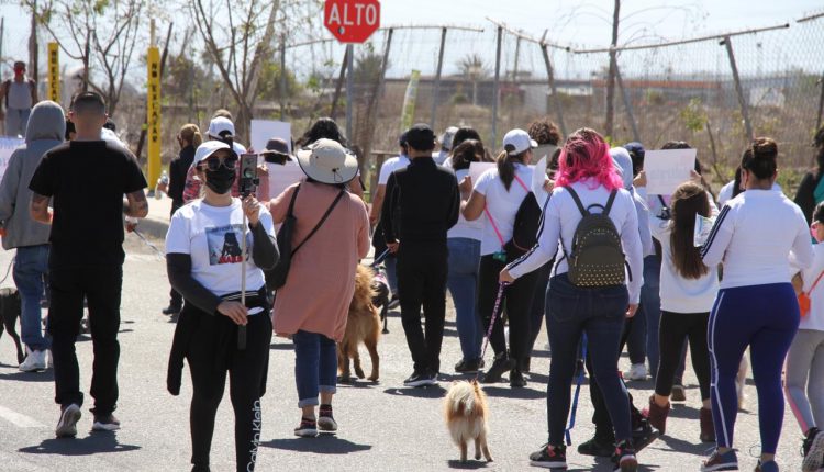 Perros callejeros, Animalistas, Perritos