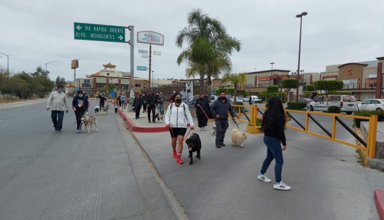 animales domésticos, Julio Cesar Díaz, Elecciones 2021