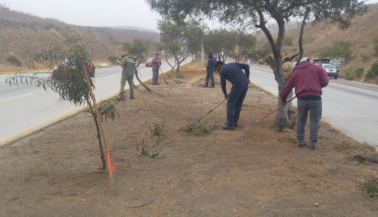 Ayuntamiento de Rosarito, Araceli Brown, Limpia Pública