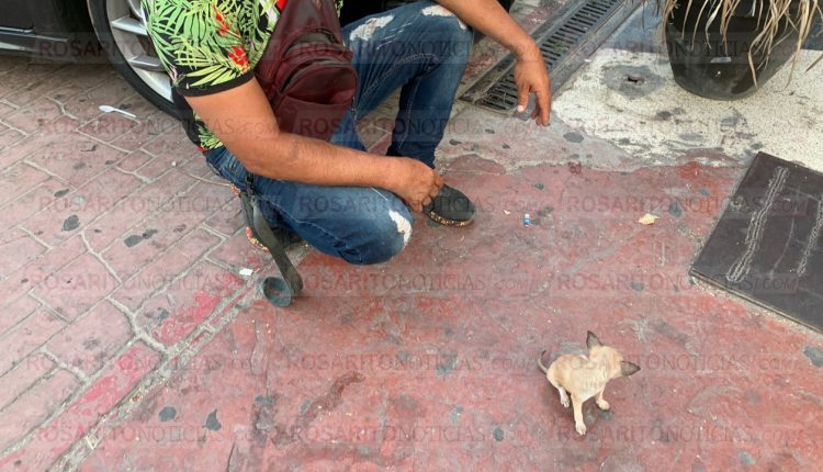Venta de animales