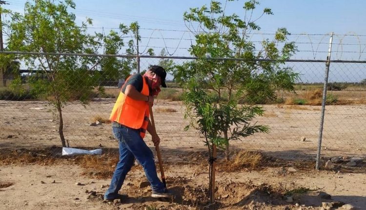 A Rosarito, Deforestación, Forestación, Medio Ambiente, IMJUVER