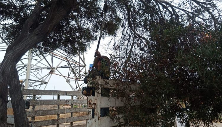 A Rosarito, SDSU, Primo Tapia, Araceli Brown