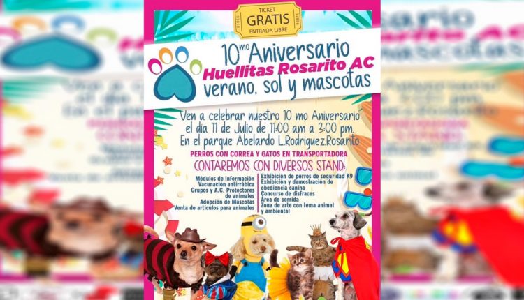 Animales, Mascotas, Adopción responsable
