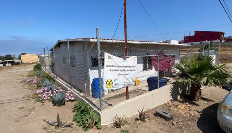 Maltrato animal, perros callejeros, Control Animal, A Rosarito