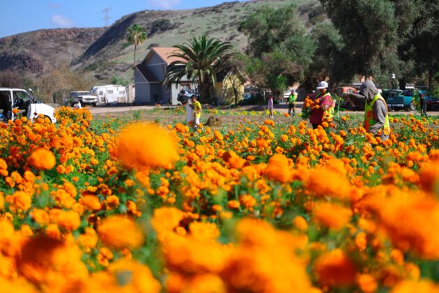 Ca&ntilde;&oacute;n Rosarito inicia &uacute;ltimo corte de cempas&uacute;chil tradicional